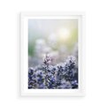 Plakat w ramie 50x70 - Delikatna Uroda Natury - wrzosy, fiolet - rama biała