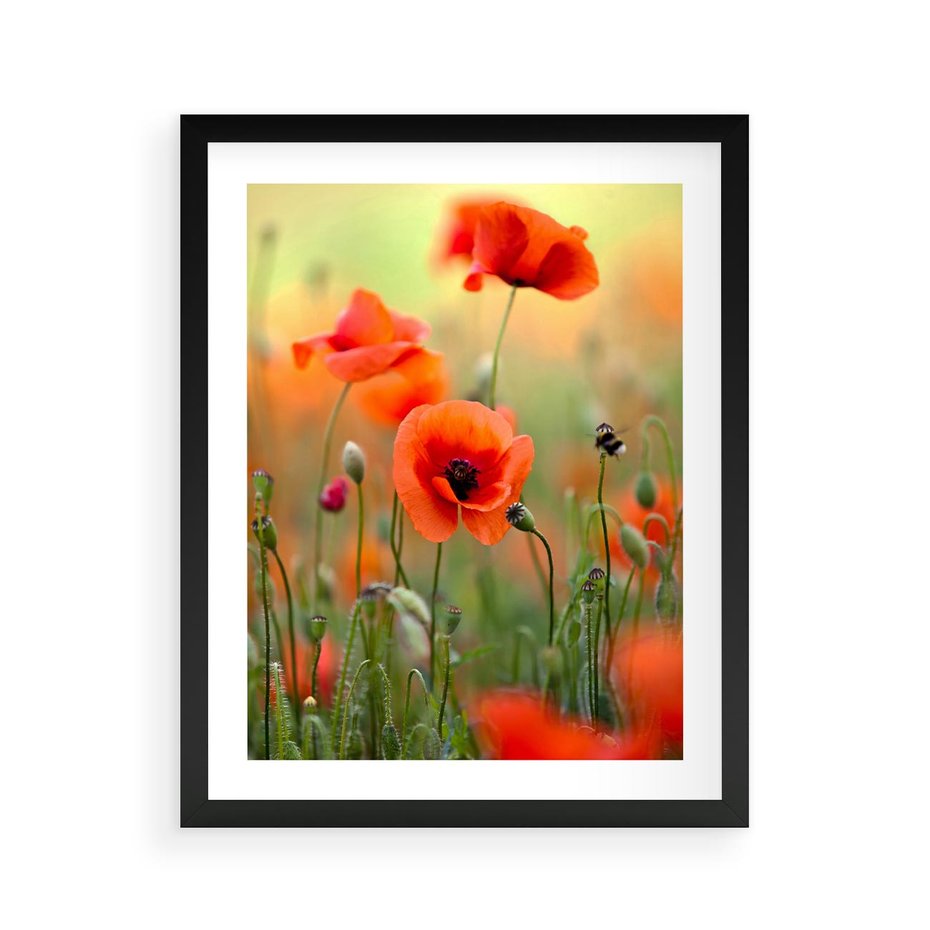 Plakat w ramie 40x50 - Makowa Pasja - maki, kwiaty - rama czarna