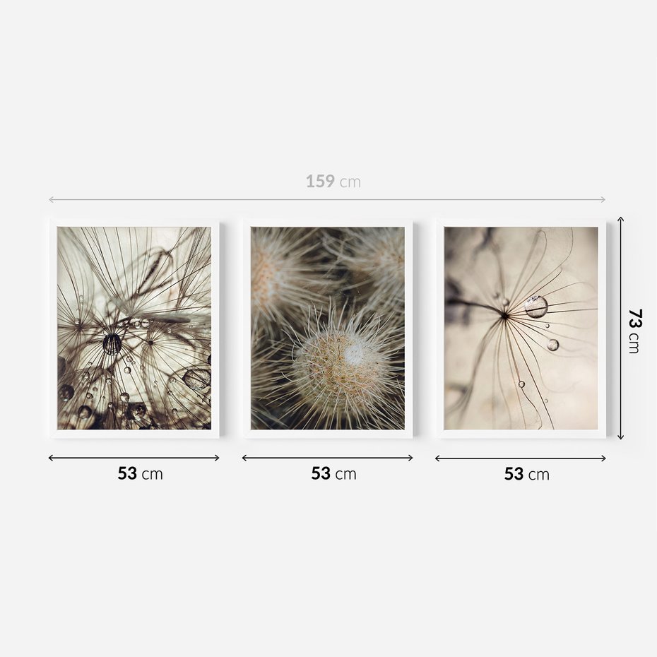 Zestaw obrazy w ramie 50x70 galeria - Dmuchawce, krople, wody, makro - rama biała