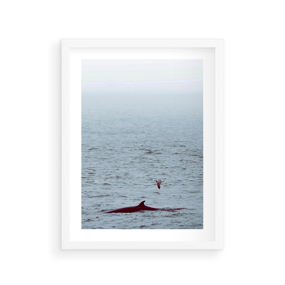 Plakat w ramie 30x40 - Spotkanie z Orką - morze, ocean - rama biała