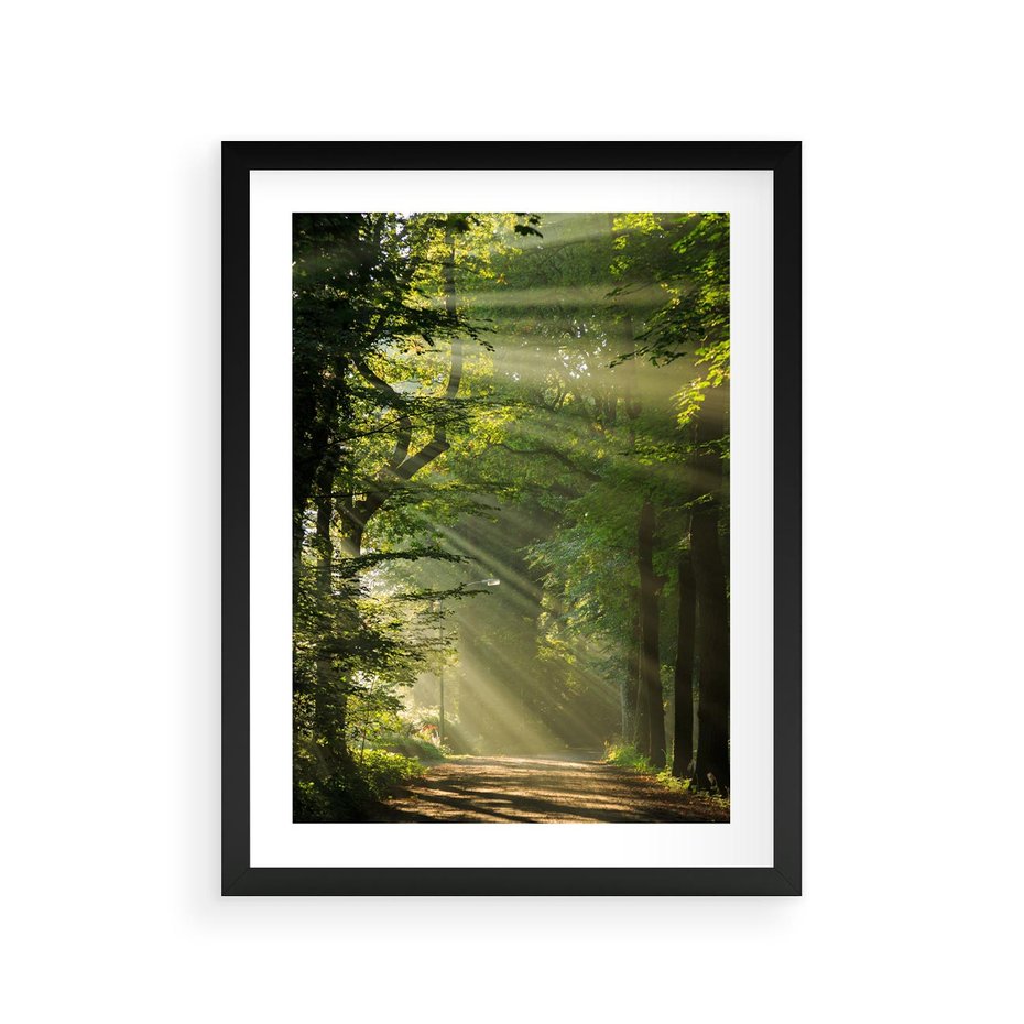 Plakat w ramie 30x40 - harmonia natury - las, drzewa - rama czarna
