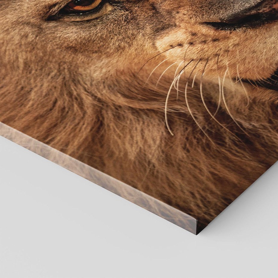 Obraz na płótnie 70x50 - Władca Sawanny - lew, sawanna