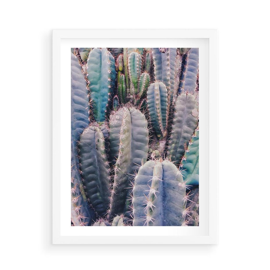 Plakat w ramie 50x70 - Kaktusowy Raj - kaktusy, dużo kaktusów - rama biała