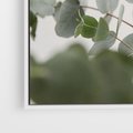 Obraz w ramie 50x50 - Liście eukaliptusa w naturze - eukaliptus, liście - rama biała