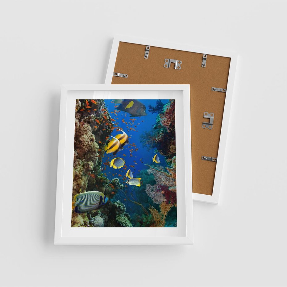 Plakat w ramie 40x50 - Podwodne królestwo rafy koralowej - rafa, koralowa - rama biała
