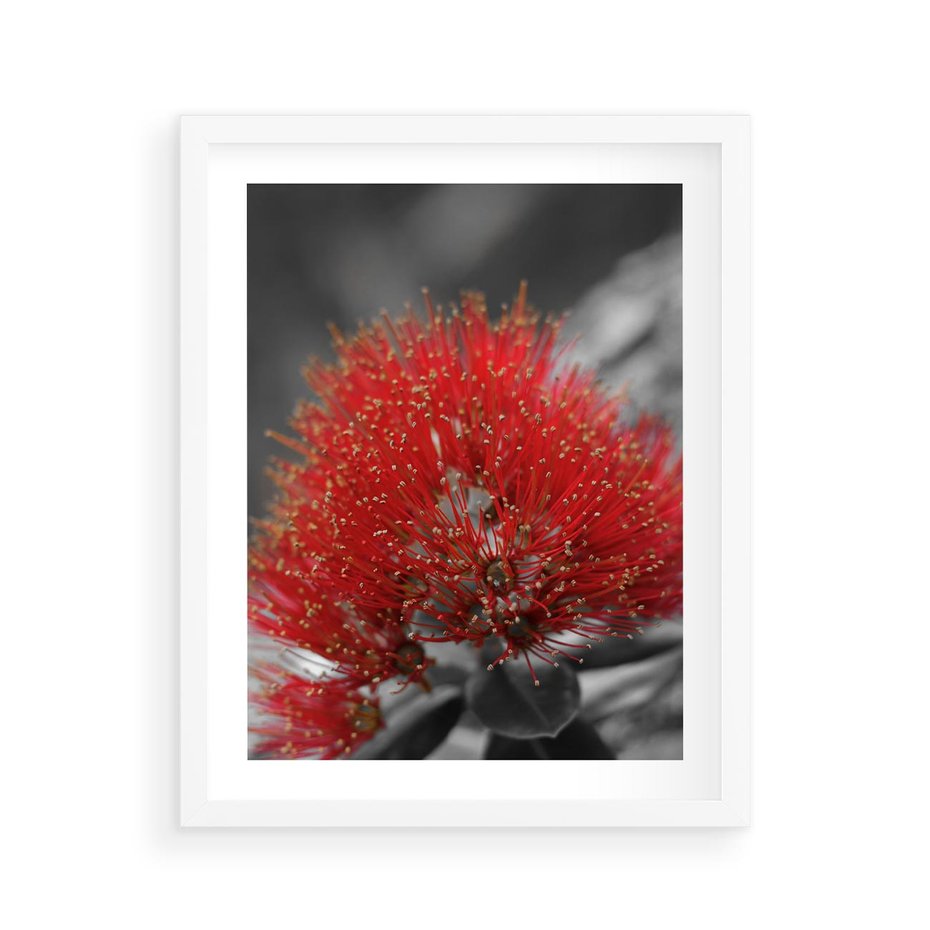 Plakat w ramie 40x50 - Ukwiał na rafie koralowej - ukwiał, rafa - rama biała