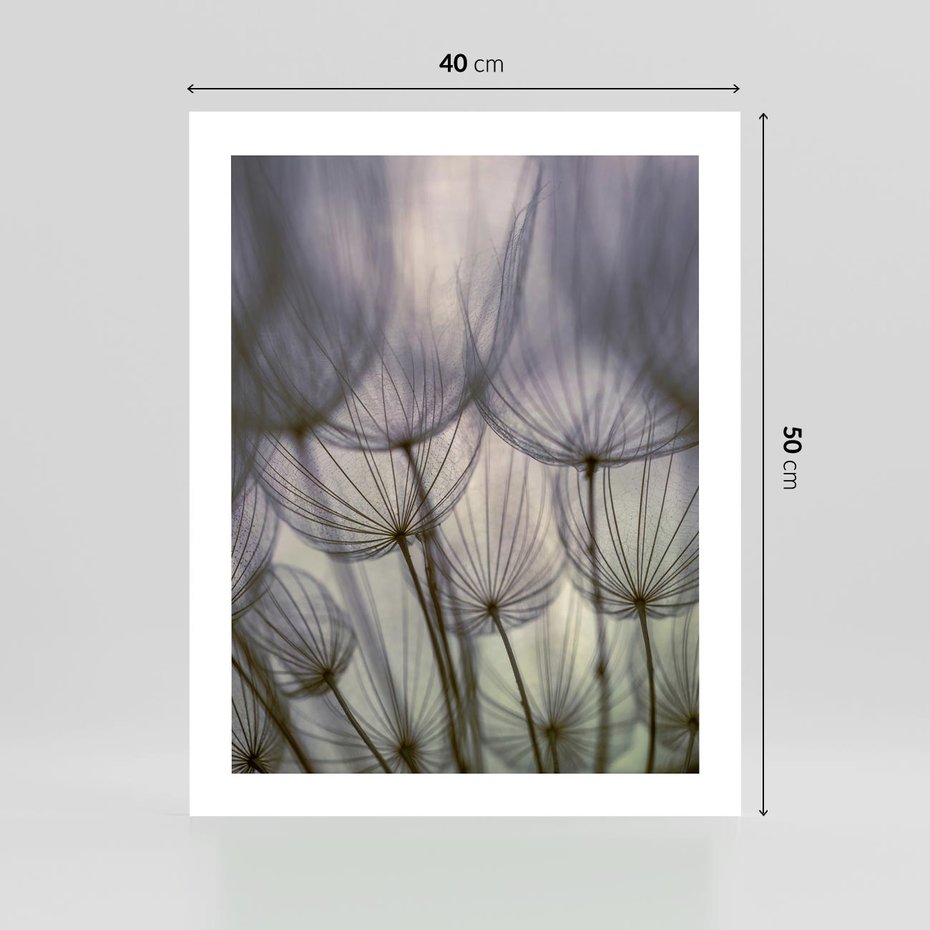 Plakat bez ramy 40x50 - Makro dmuchawiec - piękno drobnych detali - dmuchawce, makro