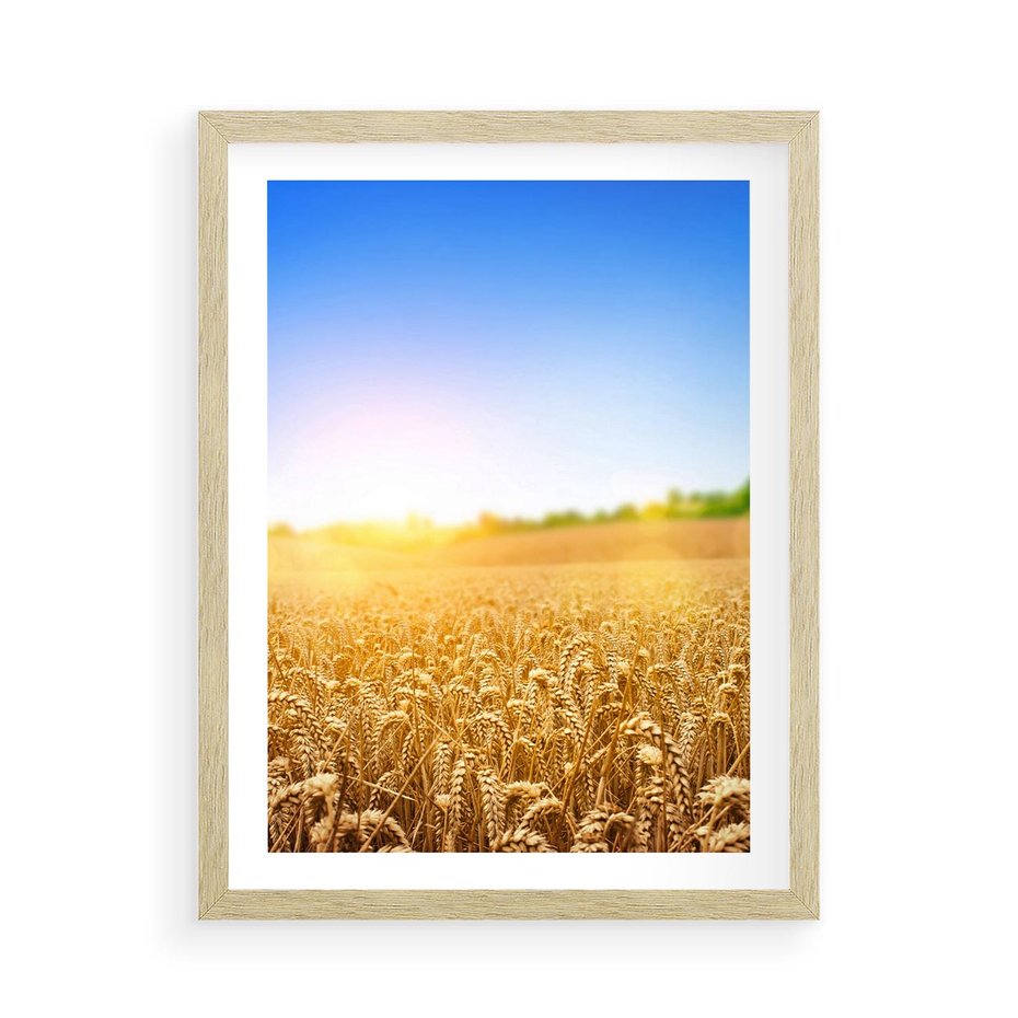Plakat w ramie 50x70 - Żyzne Pola - pole, pszenicy - rama drewno