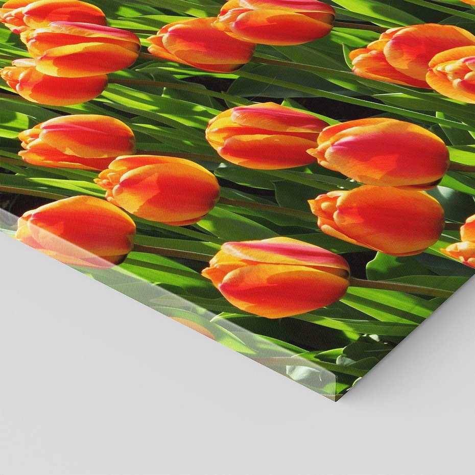 Obraz na płótnie 70x100 - Tulipanowa eksplozja - tulipany, kwiaty