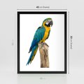 Plakat w ramie 40x50 - Kolorowa papuga w locie - papuga, ptak - rama czarna