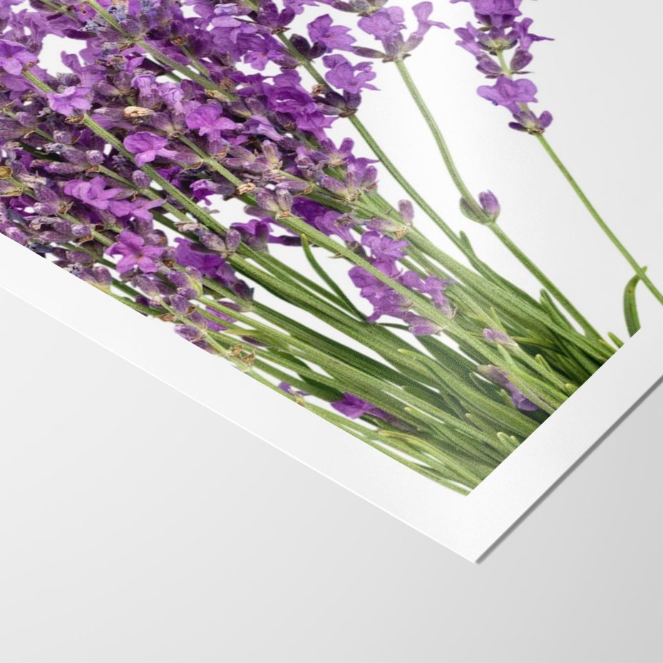 Plakat bez ramy 40x50 - Pola lawendy w pełnym rozkwicie - lawenda, kwiaty