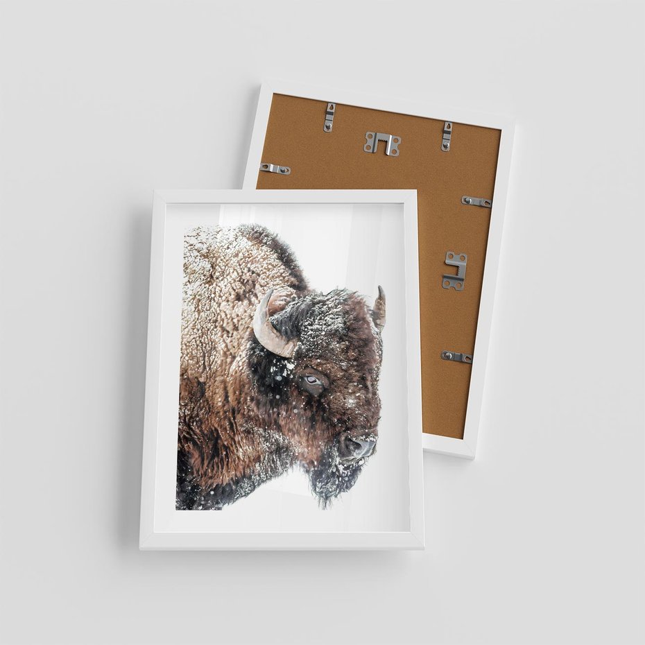 Plakat w ramie 30x40 - Obraz Dzikiej Przyrody w Śnieżnym Otoczeniu - żubr, śnieg - rama biała