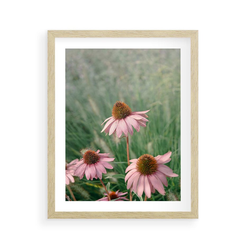 Plakat w ramie 40x50 - Natura w Pełnym Blasku - kwiaty na łące, różowe kwiaty polne - rama drewno