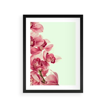 Plakat w ramie 50x70 - Orchidea - delikatne kwiaty - orchidea, kwiaty - rama czarna