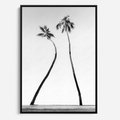 Obraz w ramie 70x100 - Samotne Palmy - czarno biała fotografia, dwie samotne palmy - rama czarna