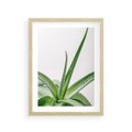 Plakat w ramie 30x40 - Zielone Piękno - aloes, liście - rama drewno