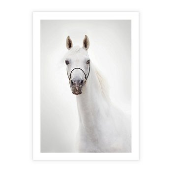 Plakat bez ramy 50x70 - Elegancja białego konia - biały, koń