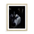 Plakat w ramie 50x70 - Wilk i husky: siła przyjaźni - wilk, husky - rama drewno