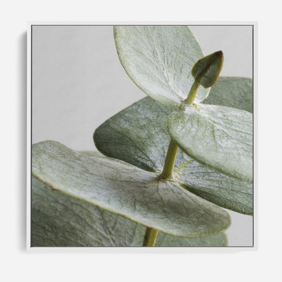 Obraz w ramie 50x50 - Eukaliptusowa zieleń - eukaliptus, zielone - rama biała
