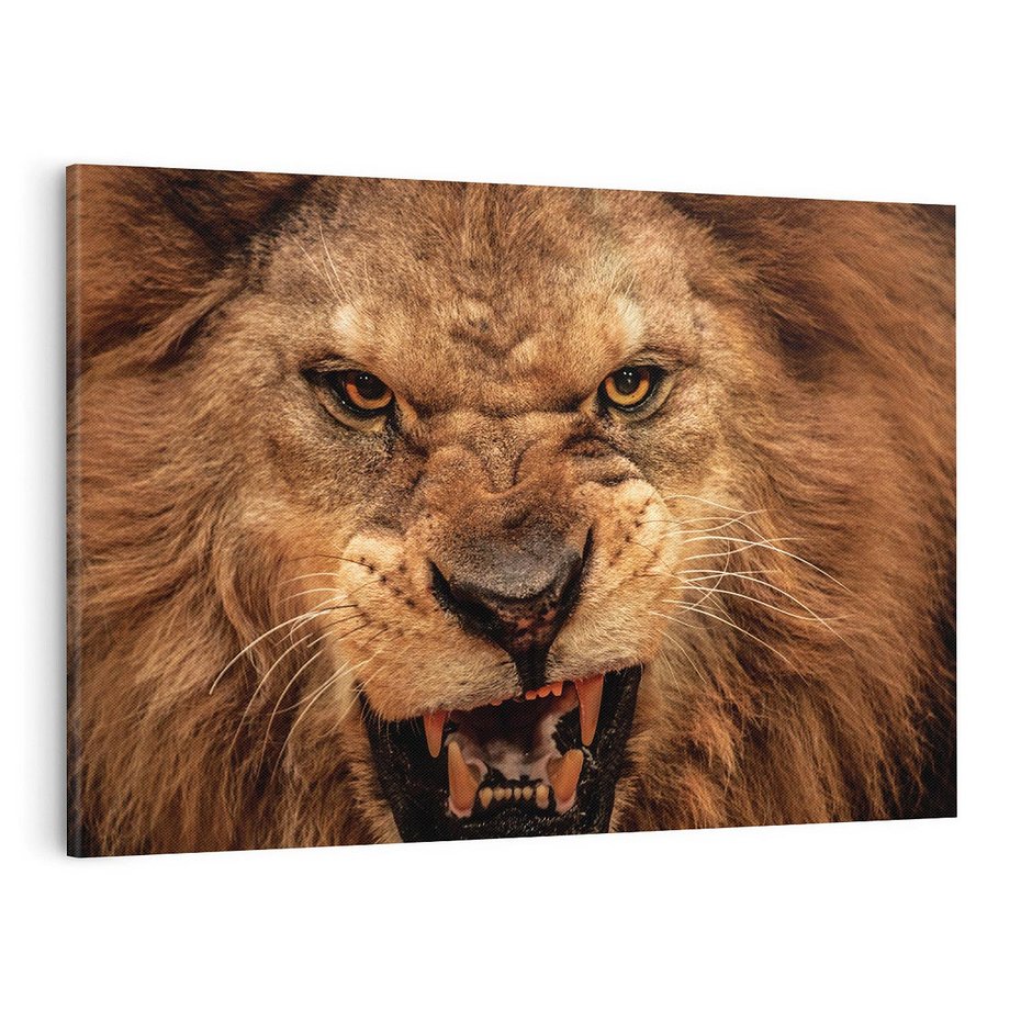 Obraz na płótnie 100x70 - Władca Sawanny - lew, sawanna