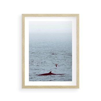 Plakat w ramie 50x70 - Spotkanie z Orką - morze, ocean - rama drewno