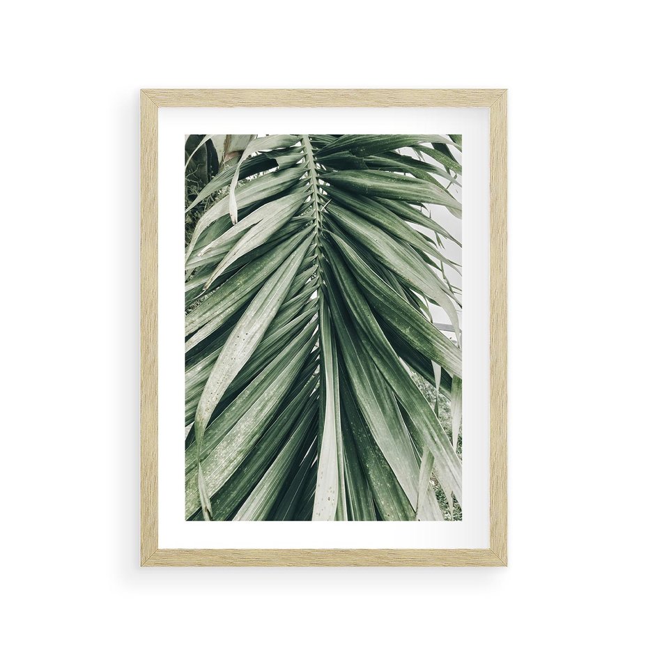Plakat w ramie 30x40 - Spokojna Piękność Palmowych Liści - palma, liście palmy - rama drewno