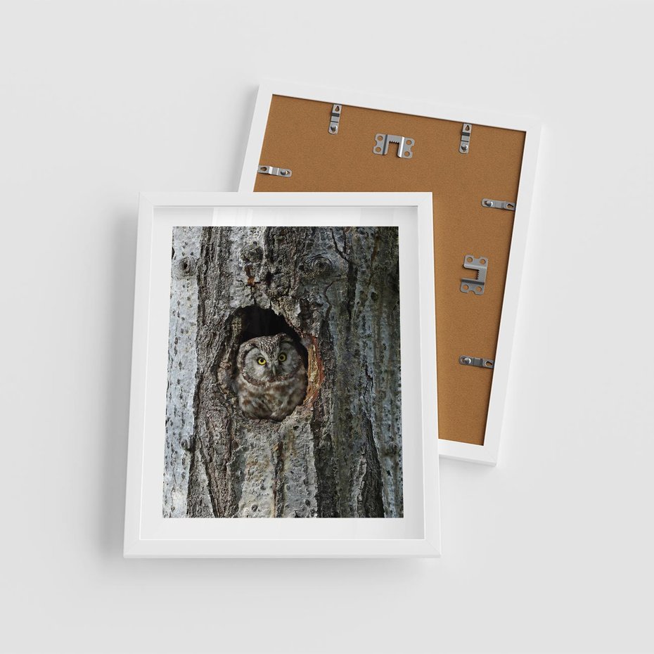 Plakat w ramie 40x50 - Tajemniczy W świecie Nocy - sowa, dziupla - rama biała