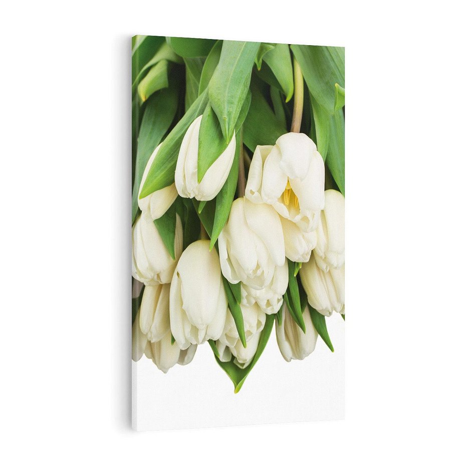 Obraz na płótnie 50x70 - Białe tulipany w pełnym rozkwicie - białe, tulipany