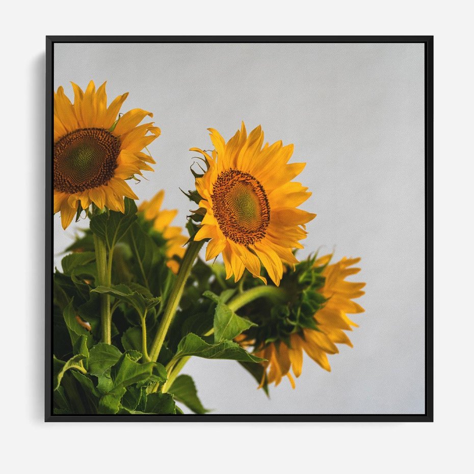 Obraz w ramie 50x50 - Słoneczna Radość - fotografia, żółte słoneczniki - rama czarna
