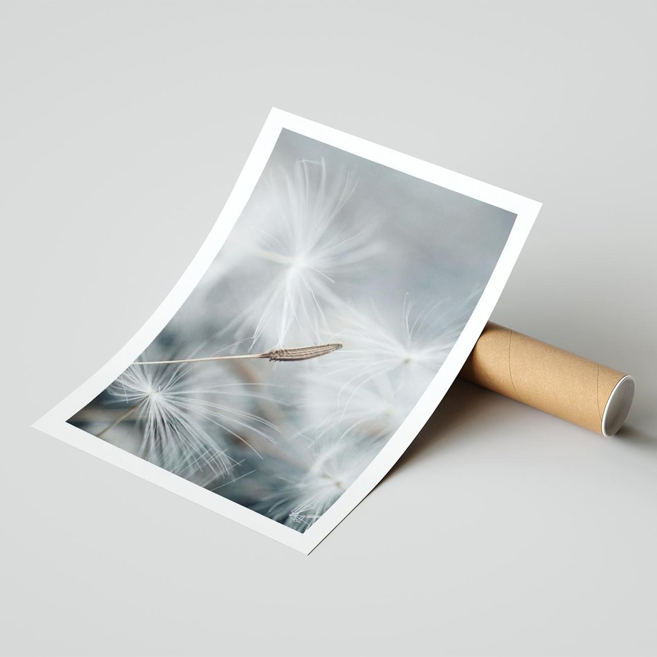 Plakat bez ramy 21x30 - Piękno w Delikatności - dmuchawiec, makro zdjęcie