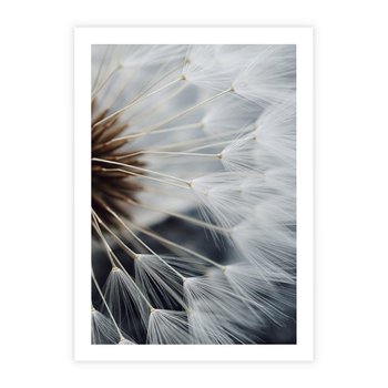 Plakat bez ramy 30x40 - Dmuchawce w Naturze - dmuchawiec, zbliżenie