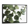 Obraz w ramie 70x50 - Zielone eukaliptusy - eukaliptus, liście - rama czarna