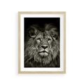 Plakat w ramie 30x40 - Moc lewego spojrzenia - lew, czarno - rama drewno