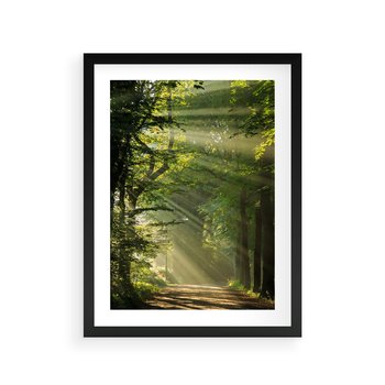 Plakat w ramie 40x50 - harmonia natury - las, drzewa - rama czarna