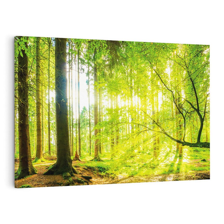 Obraz na płótnie 70x50 - Las w pełnym rozkwicie - las, drzewa
