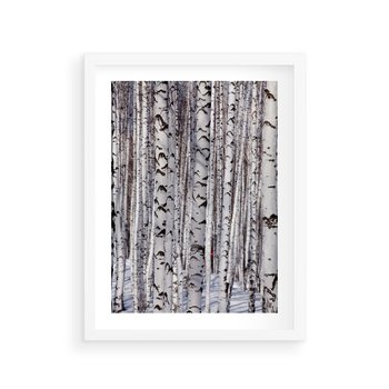 Plakat w ramie 40x50 - Lśniące Brzozy - brzozy, las - rama biała
