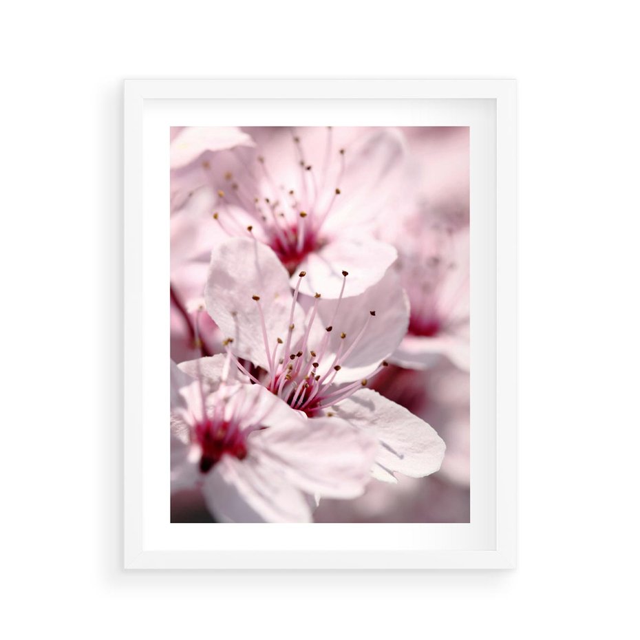 Plakat w ramie 40x50 - Kwitnąca Wiśnia - kwiaty, kwitnąca - rama biała