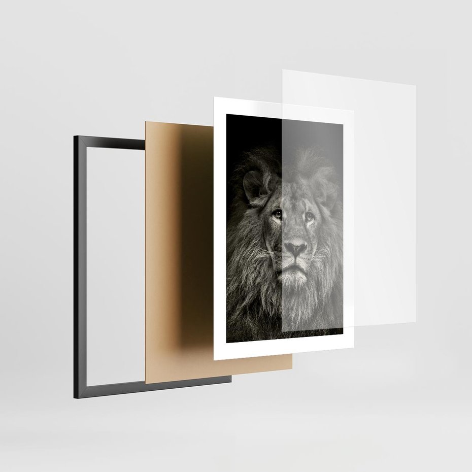 Plakat w ramie 30x40 - Moc lewego spojrzenia - lew, czarno - rama czarna