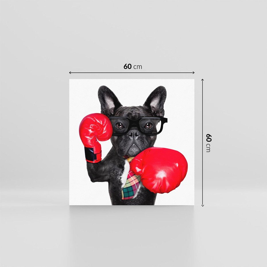 Obraz na płótnie 60x60 - Boksujący mops - pies - boks, mops