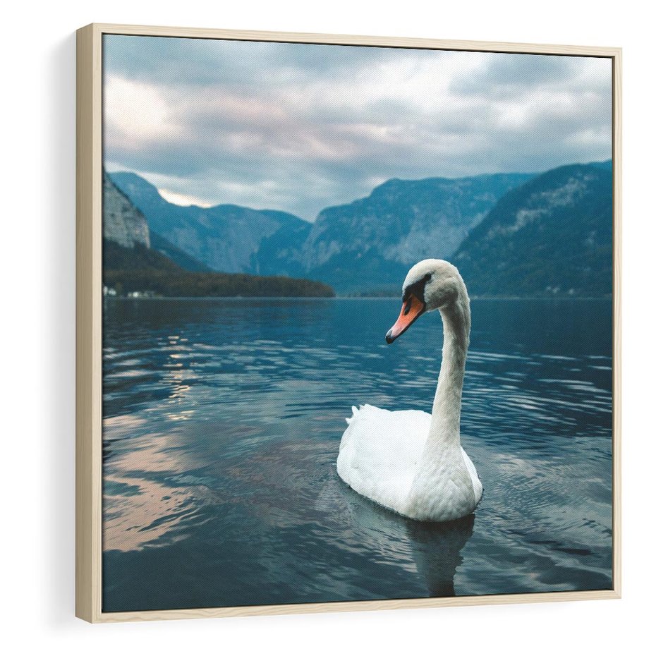 Obraz w ramie 50x50 - Łabędzi Śpiew - fotografia, plakat - rama drewno