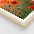 Plakat w ramie 50x70 - Makowa Pasja - maki, kwiaty - rama drewno