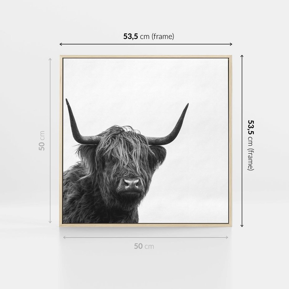Obraz w ramie 50x50 - Moc i Spokój - amerykańskie bydło, byk - rama drewno