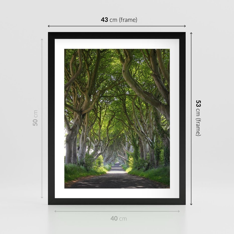 Plakat w ramie 40x50 - Magiczny Las - drzewa, las - rama czarna