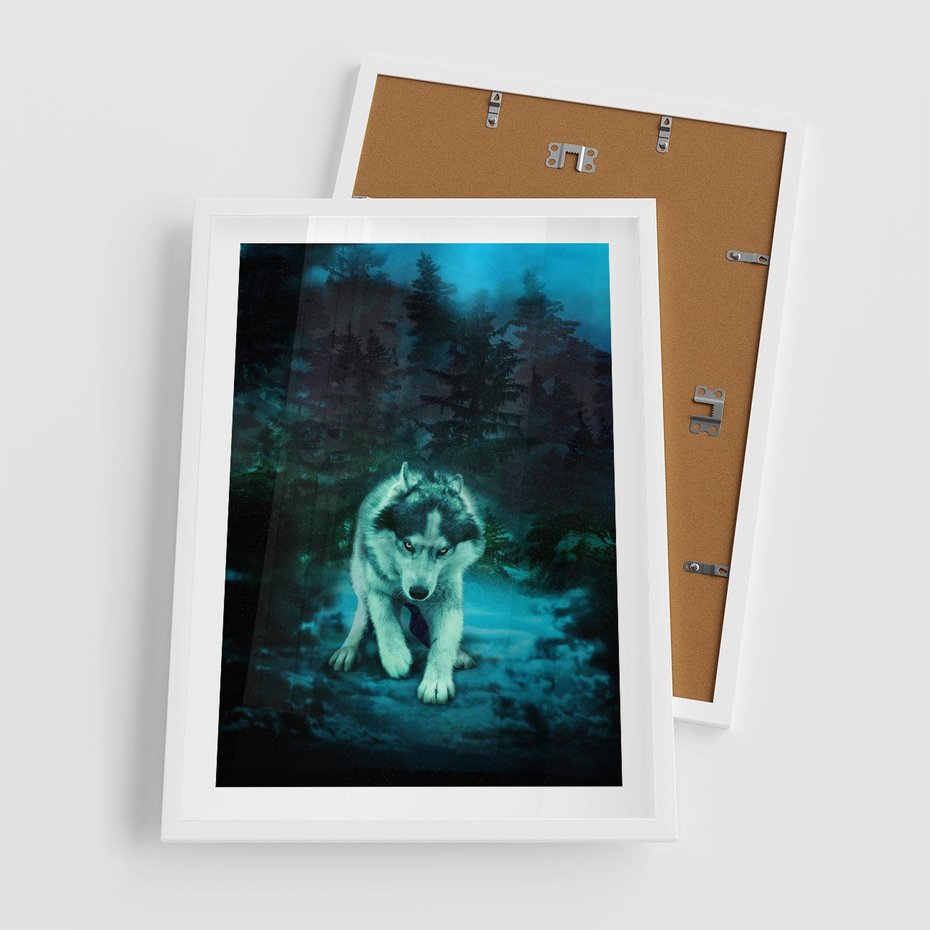 Plakat w ramie 50x70 - Siła i wdzięk natury - wilk, husky - rama biała