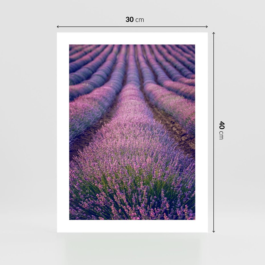 Plakat bez ramy 30x40 - Pole Lawendy w Pełnej Krasie - pole lawendy, kompozycja