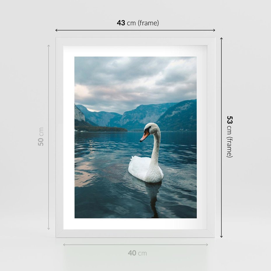 Plakat w ramie 40x50 - Łabędzi Śpiew - fotografia, plakat - rama biała