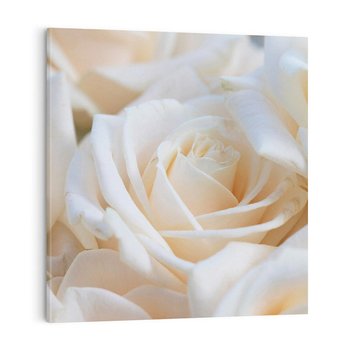 Obraz na płótnie 40x40 - Białe róże piękności - białe, róże
