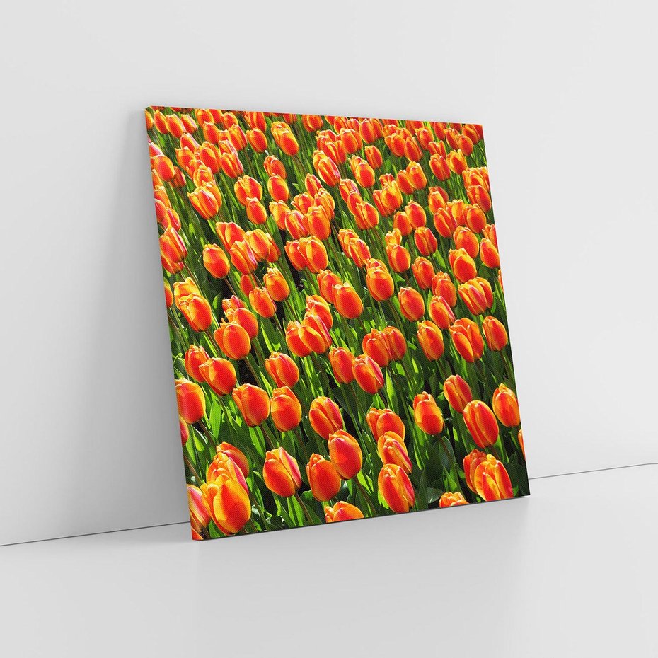 Obraz na płótnie 60x60 - Tulipanowa eksplozja - tulipany, kwiaty