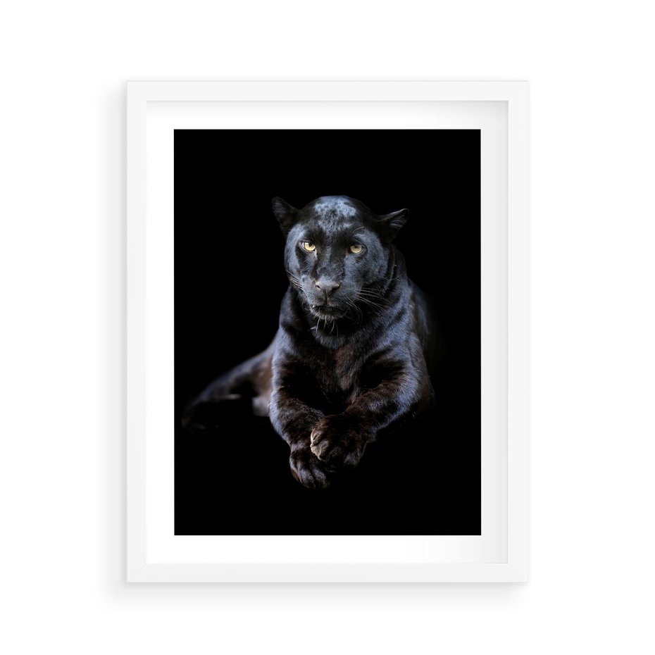Plakat w ramie 40x50 - Czarna pantera: majestat i siła - czarna, pantera - rama biała