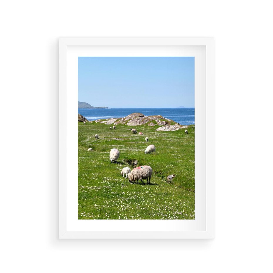 Plakat w ramie 30x40 - Górskie Owce - góry, owce - rama biała